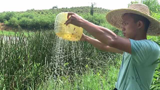 野采斗鱼品质高,老板稳定采购供不应求,一条七块钱贵吗?