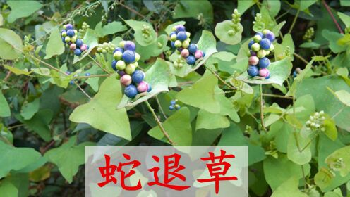 植物杠板归人称“蛇退草”,民间的中药材,看看农民有啥用?_高清1080P在线观看平台_腾讯视频