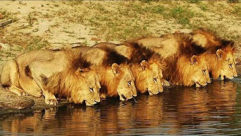 6只狮王近乎一生不败，屠杀100只同类，差点把当地狮群杀绝种