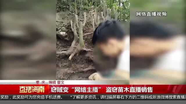 窃贼变“网络主播” 盗窃苗木直播销售