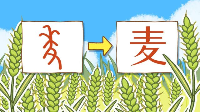 你知道古代“麦”字长什么样吗?原来麦是这样演变成现代汉字的