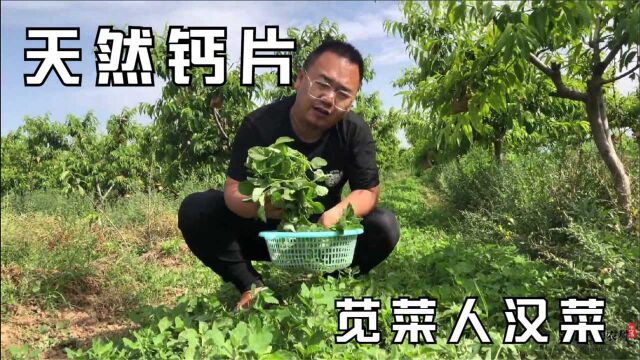 农村誉为“天然钙片”的野菜,苋菜也叫人汉菜,做凉菜熬粥都好吃