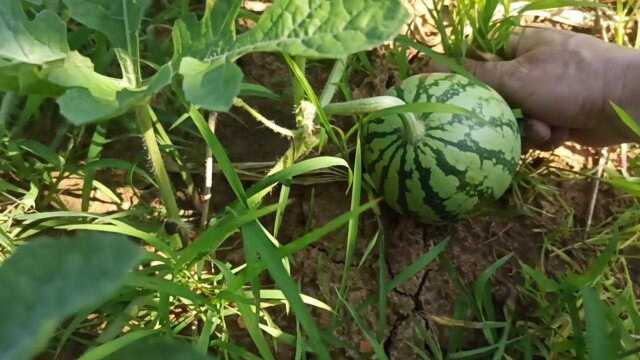 西瓜田里到底是留草好?还是不留草好?西瓜大王小六来分析给大家