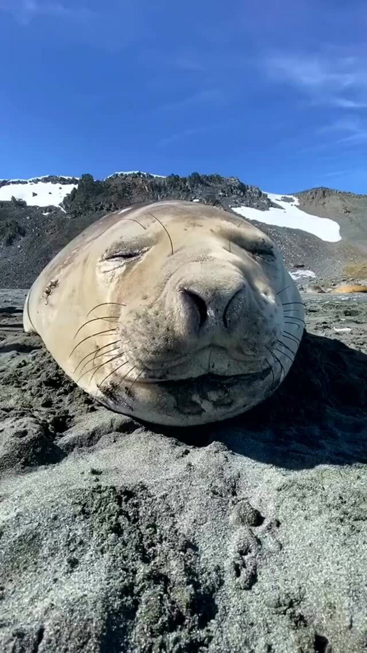 这海豹打喷嚏很搞笑