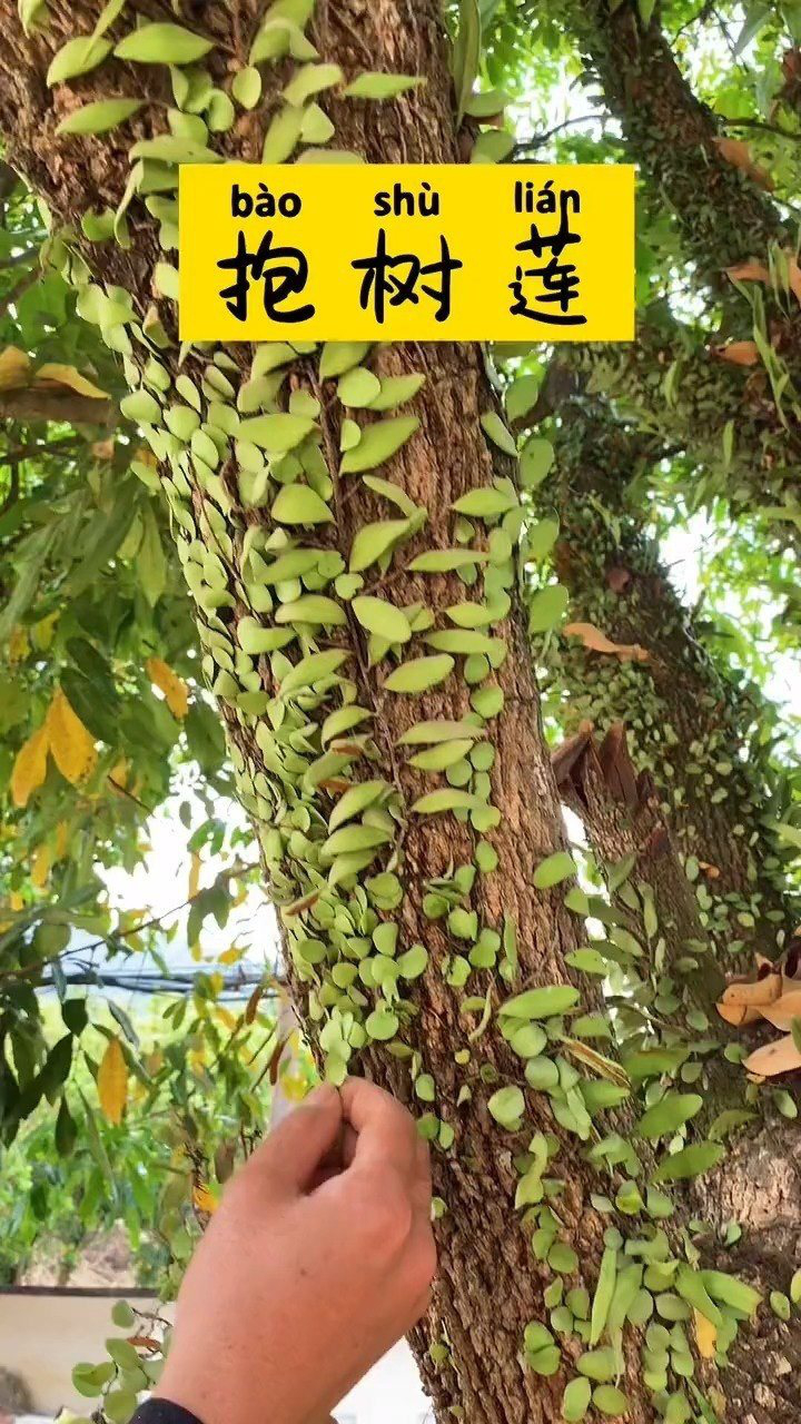 抱树莲也叫抱石莲