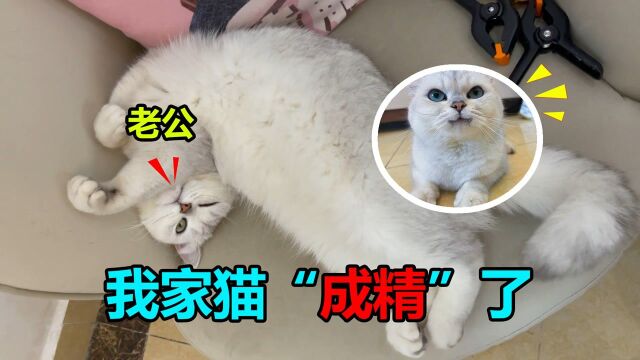 我怀疑我家猫“成精了”,一听说要给它找老公,表情立马就变了