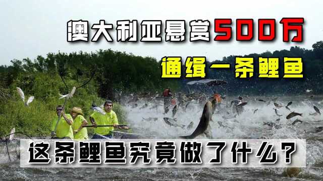 价值500万的鲤鱼!这条鲤鱼究竟做了什么,被澳大利亚重金通缉?