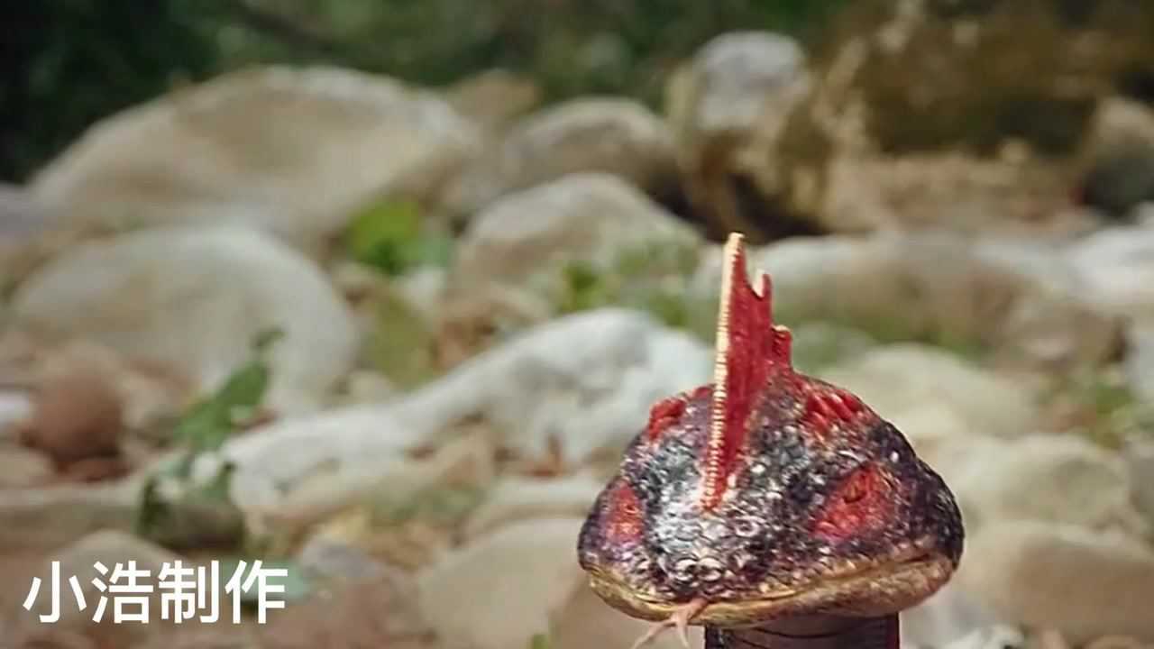 蛇母秘密逐渐揭开竟然是混种交配