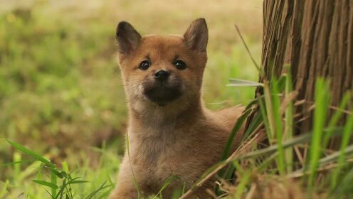 日本收容所内的狗狗，七天之内无人领养，就会被残忍处死#电影种草指南短视频大赛#