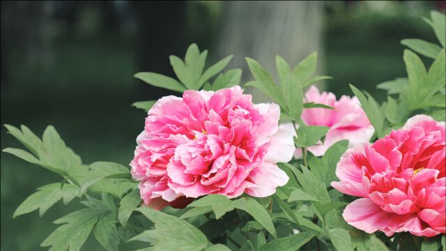 「风景小片」北京景山公园的牡丹花开放~~花事盛景,莫负春光