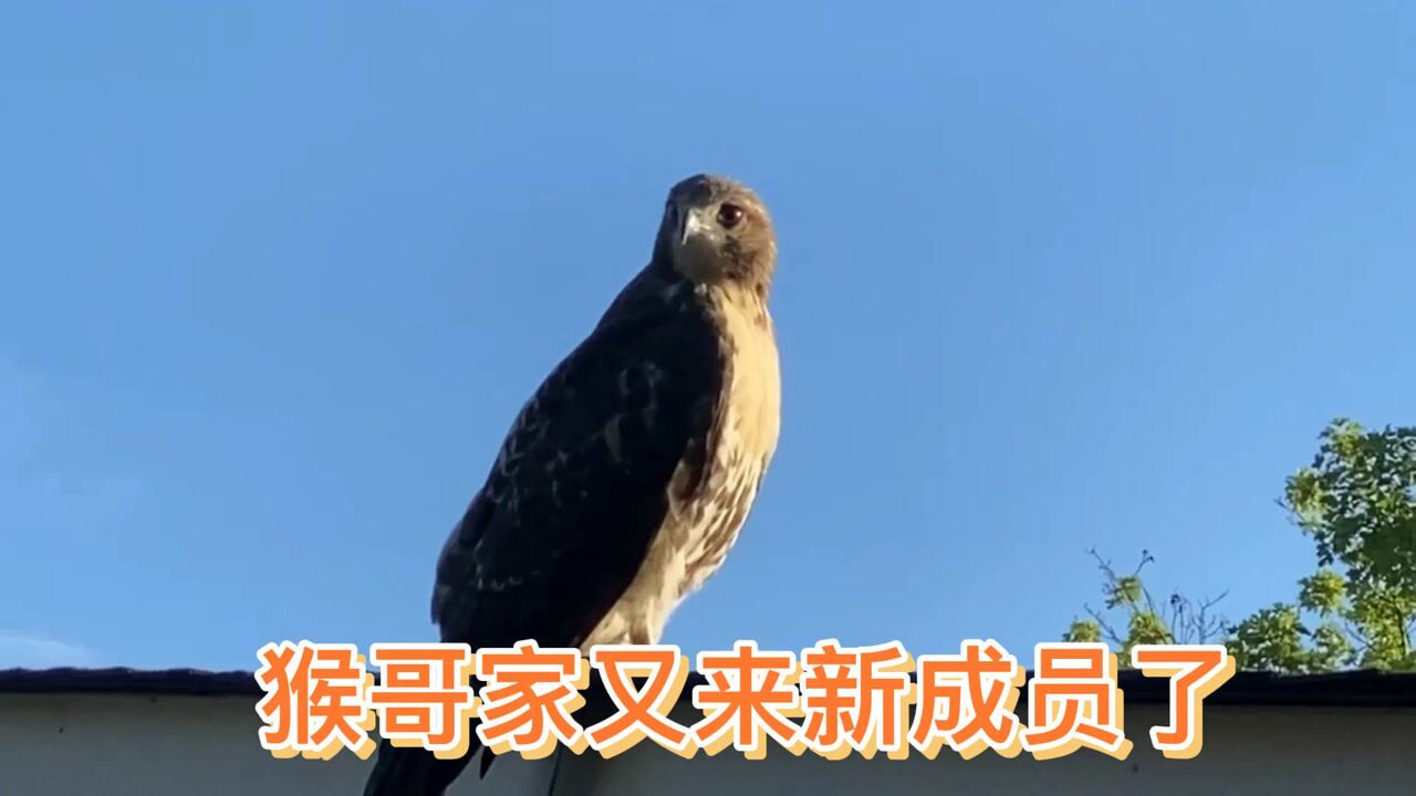 猴哥住在多伦多,家里经常有不速之客造访,看今天来的这位长得漂亮吧