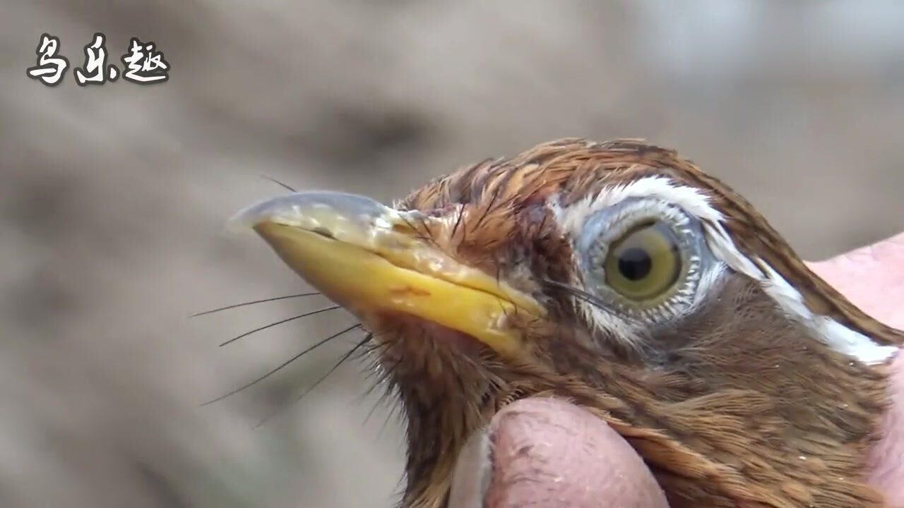 很凶的画眉鸟鼻头都破了看看品相如何样