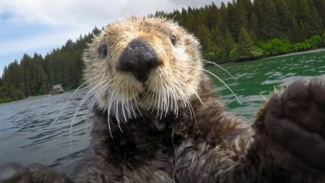 动物界顶级渣男—海獭