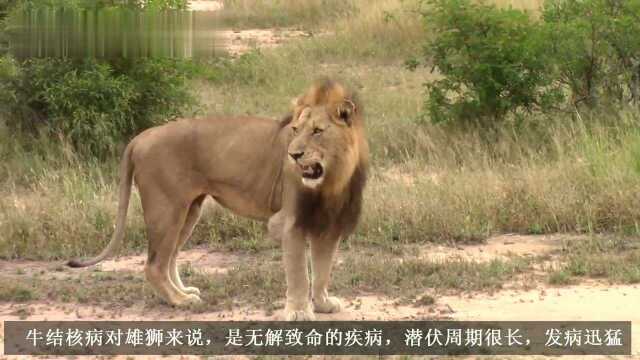 身患重病的雄狮巡逻领地,兄弟负责留守,保护狮群