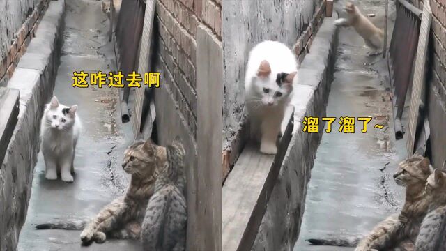 路霸狸花猫母子拦路,白猫吓到从墙角溜走,网友:有纹身的惹不起