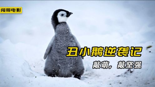 萌化了！一只小企鹅从别人爱答不理到高攀不起，高分纪录片