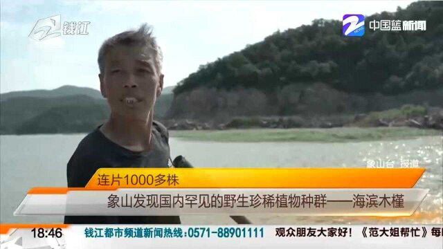 连片1000多株 象山发现国内罕见的野生珍稀植物种群——海滨木槿