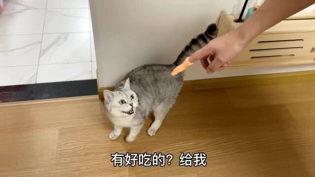 主人用假手摸小猫咪,不料小猫咪早已看穿一切,猫咪:你开心就好