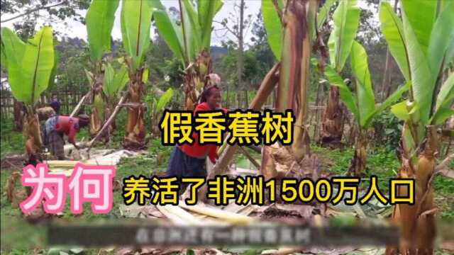 “不务正业”的香蕉树,一生不产香蕉,却养活了非洲1000多万人!