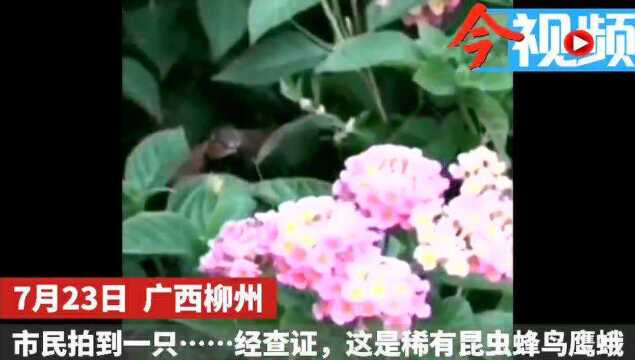 广西柳州,市民拍到蜂鸟鹰蛾!它们被称作昆虫界的“四不像”