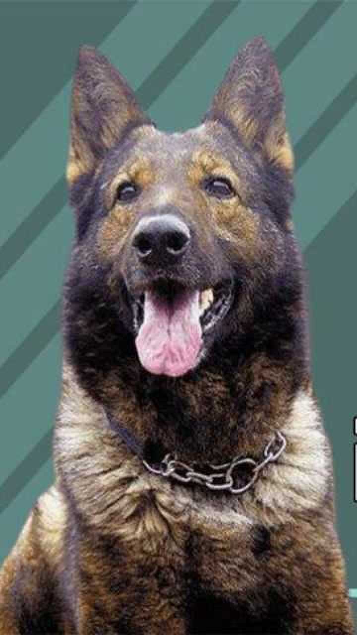 导演疯了为求极致炸死退役军犬姚守岗死性不改刷新网友认知电影