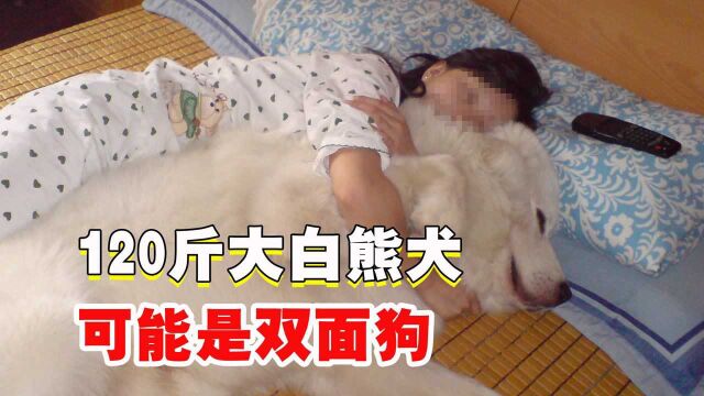 120斤的大白熊犬,有“双面狗”的嫌疑 #“知识抢先知”征稿大赛#