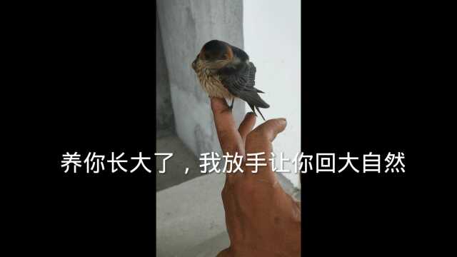 我和燕子的故事