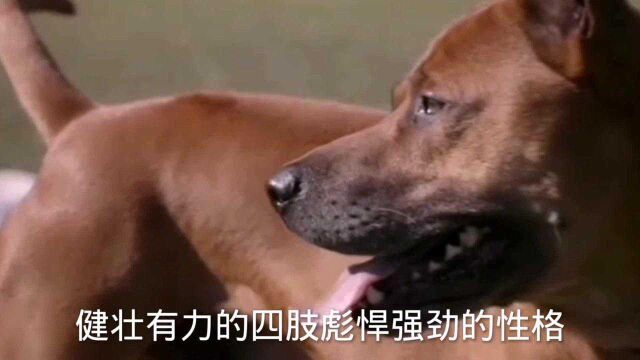 犬中施瓦辛格,货真价实的猛男犬,泰皇脊背