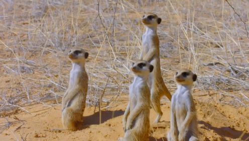 《野性标志 狐獴们的一天》- 可爱的小动物们每天都需要面对卡拉哈里沙漠的致命考验！