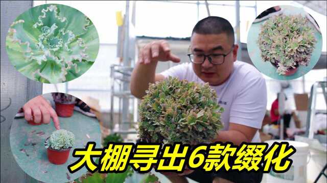 网友又出难题找缀化,逛遍大棚盘到6颗,各有各的美