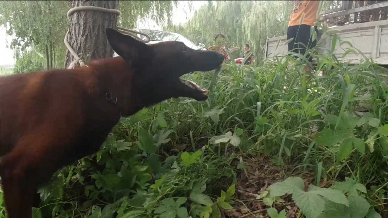 狗市狼青和马犬配种,过程又累又辛苦,主人现场帮忙终于成功了腾讯视频}