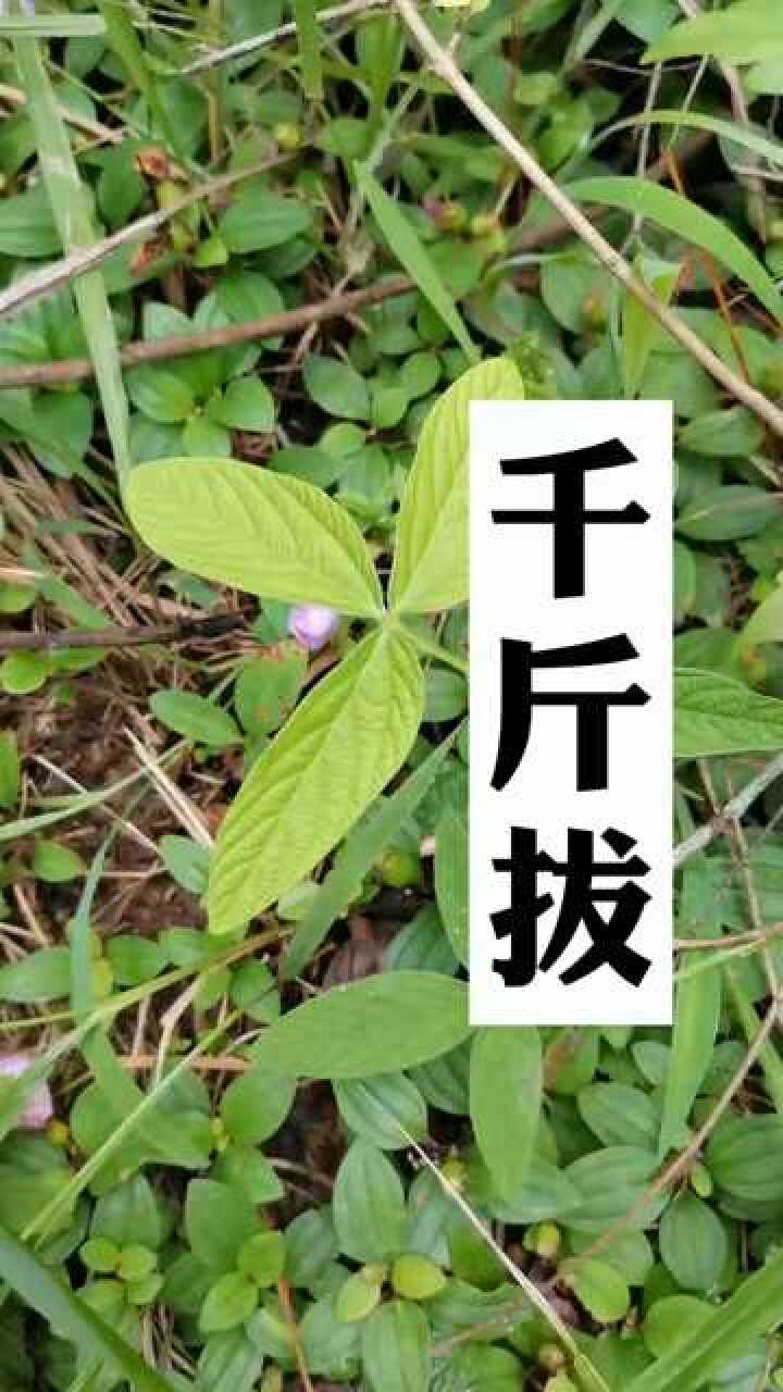 千斤拔为什么叫千斤拔#涨知识#中药材#中草药