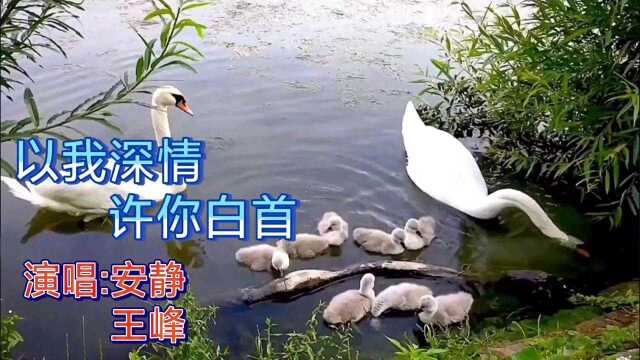 安静王峰合唱歌曲《以我深情许你白首》生生世世不变心3344587