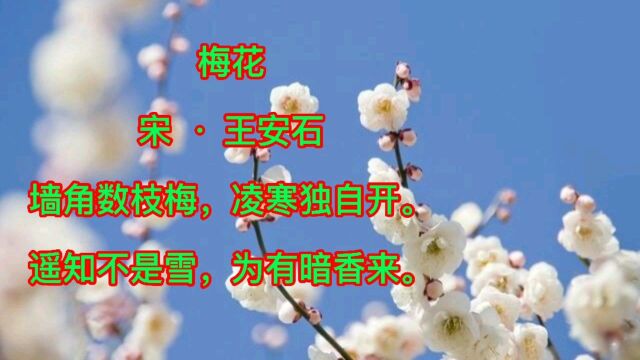 《梅花》古诗教学,九岁猪小侠教你学古诗,表达了诗人对梅花坚强、高洁的赞美