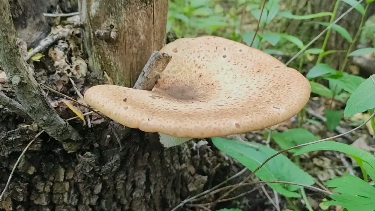 同虎掌菌长得特别像的宽鳞多孔菌很少能见到巴掌大了还是嫩的