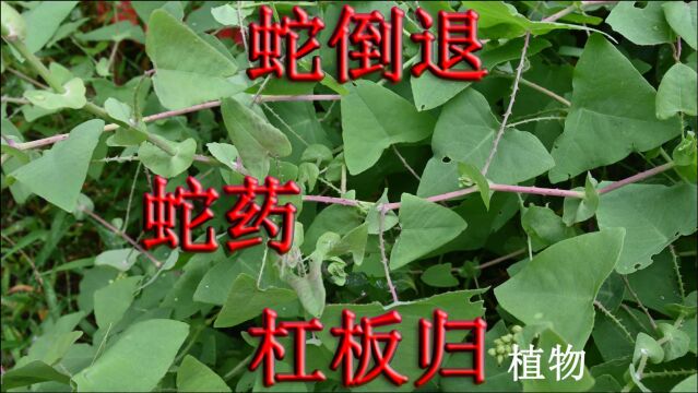 蛇药“杠板归”植物认识吗?农村俗称“蛇倒退”,三点用途了解下