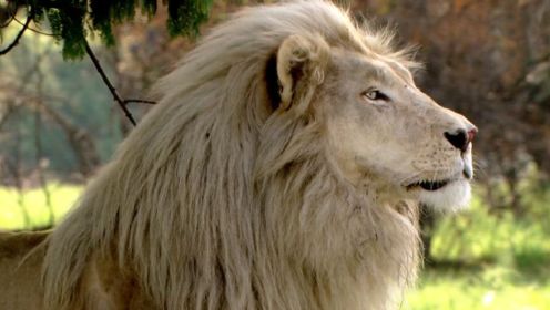 被族群嫌弃的白狮，一路上单挑猎豹暴打鬣狗，凶残且霸道！