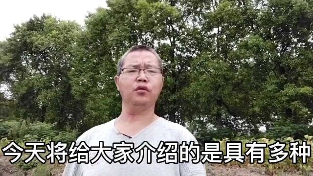 慈姑:农村植物价值你知多少?来看看