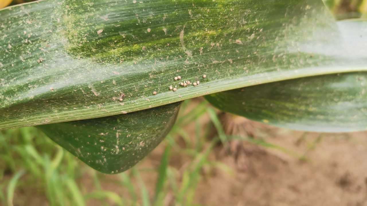 玉米田红蜘蛛爆发啦,快到地里看看你家发生了么,做到这几点,产量影响