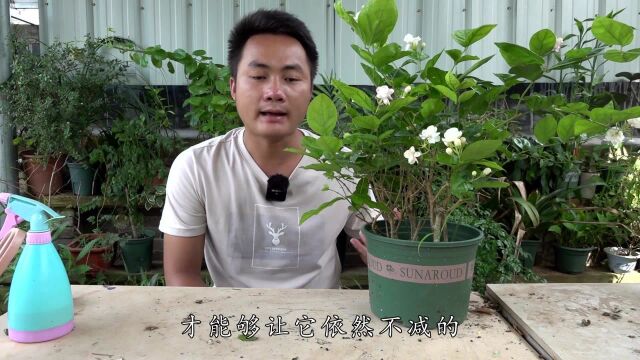 大哥传授的2个技巧,秋季茉莉花量不减,花品更高