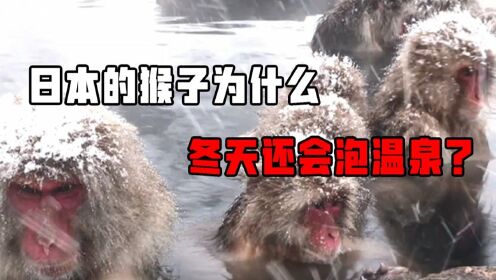 日本的猴子为什么冬天还会温泉？这也太聪明了吧！#知识π计划-知识抢先知#