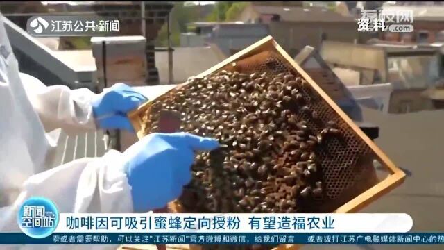 英国研究团队:咖啡因可吸引蜜蜂定向授粉 提高生产效率