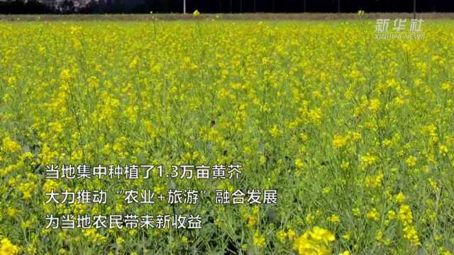 万亩黄芥花盛开 农旅融合促增收