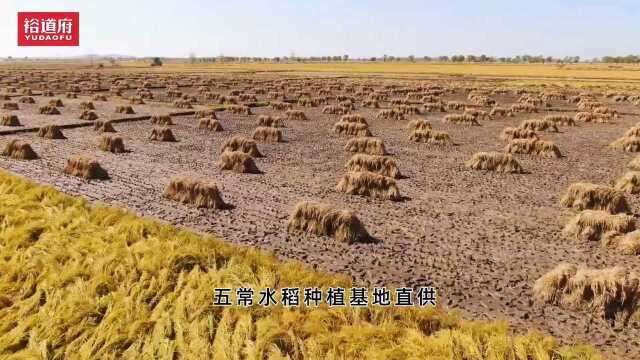 中农裕邦生态农业发展有限公司:匠心传承香满厨