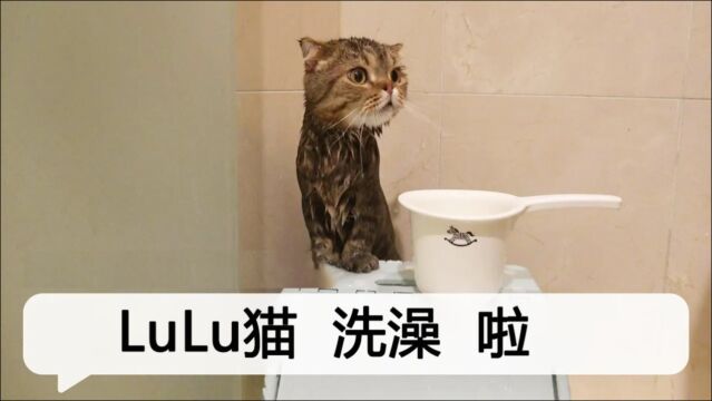 奶油家:小水獭LuLu猫