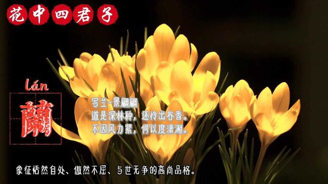 花中四君子是指哪四种花?