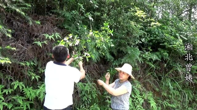 乡下这种花到处都是,闻起来香吃起来爽口,农村人一看就认识