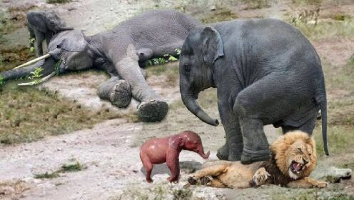 大象刚生下一个象宝宝，眼看着狮群来了，看大象怎么保护象宝宝