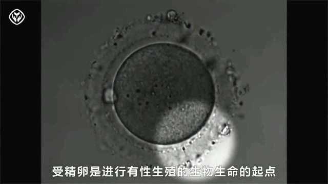 125.细胞的生命历程