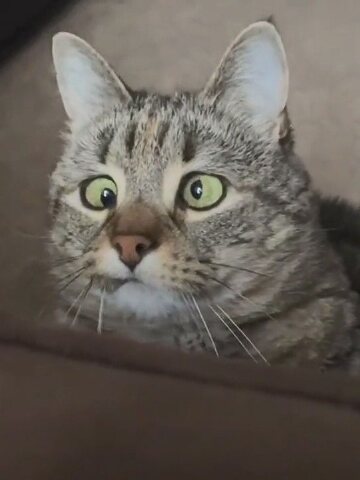 看起来有点不太聪明的样子.#动物 #宠物